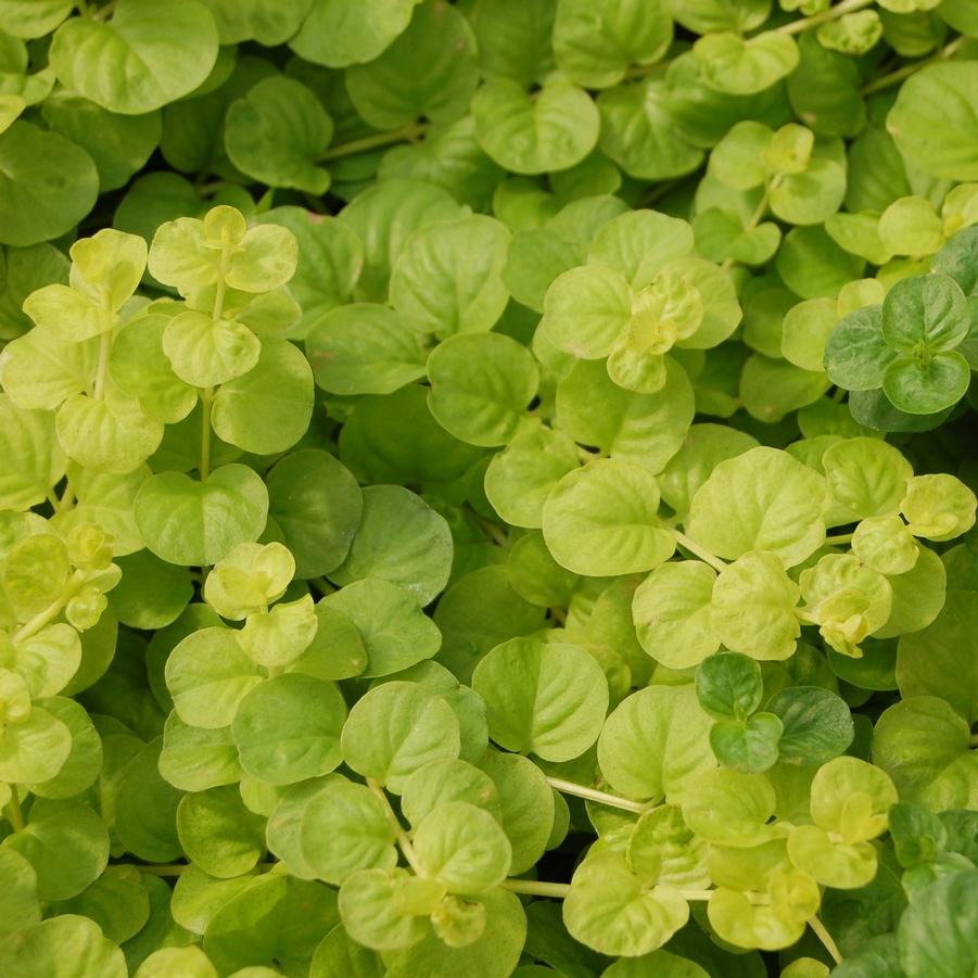 Lysimachia nummularia 'Aurea' - Creeping Jenny, Moneywort from Hoffie Nursery