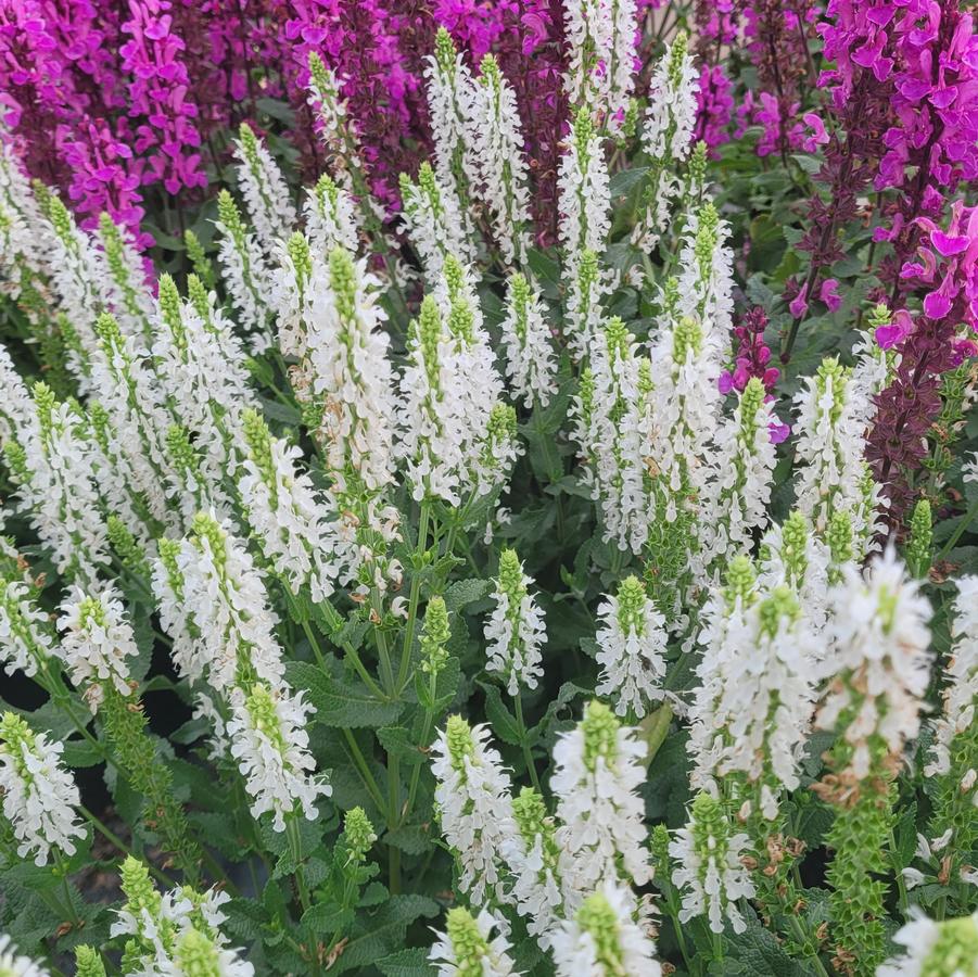 Salvia nemorosa 'Lyrical White' - Meadow Sage from Hoffie Nursery