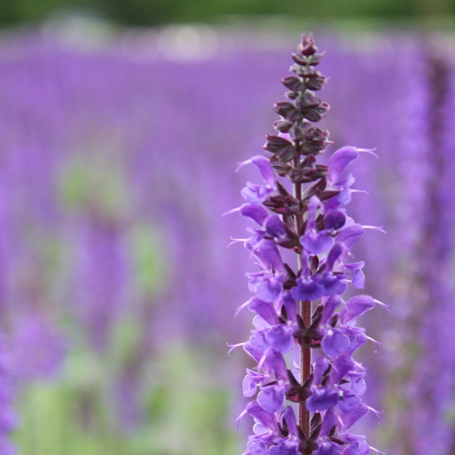 Salvia 'May Night' - Hybrid Sage from Hoffie Nursery