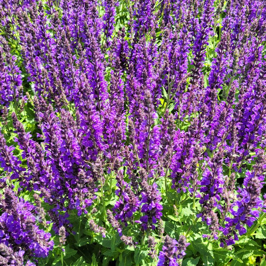 Salvia nemorosa 'Haeumanarc Marcus' - Hybrid Sage from Hoffie Nursery