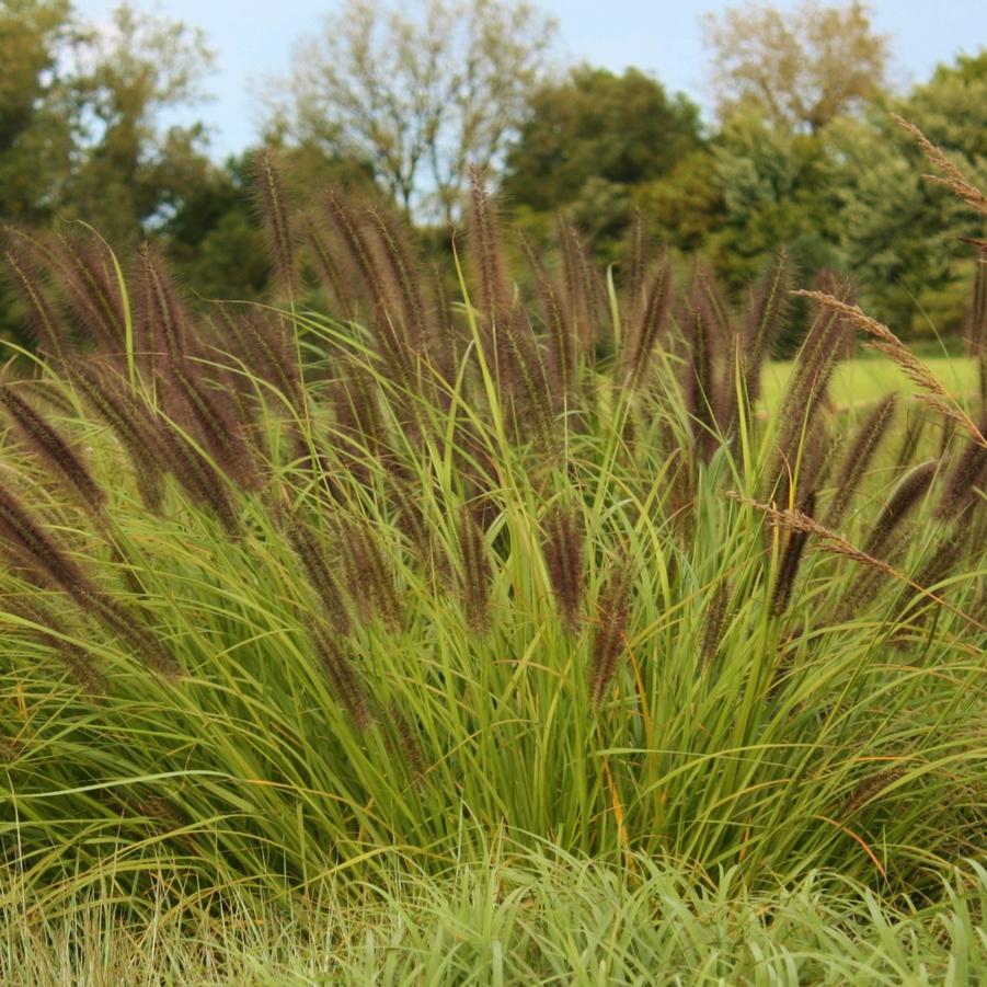 Pennisetum alopecuroides 'Red Head' - Red Head Fountain Grass from Hoffie Nursery