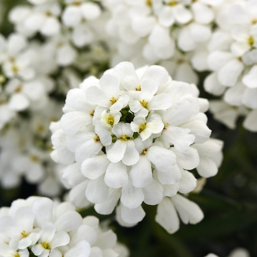Iberis sempervirens 'Snowsation' - Candytuft from Hoffie Nursery
