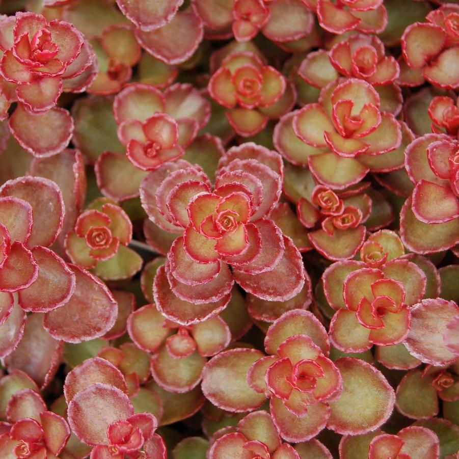 Sedum spurium 'Red Carpet' - Stonecrop from Hoffie Nursery