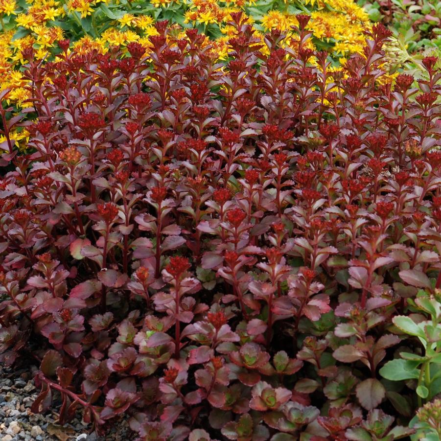 Sedum spurium 'Voodoo' - Voodoo Stonecrop from Hoffie Nursery