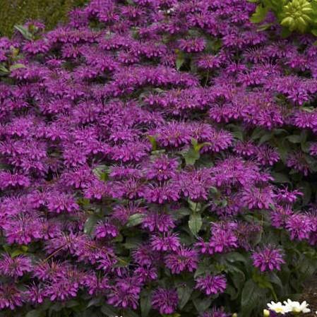 Monarda Sugar Buzz® 'Grape Gumball' - Bee Balm from Hoffie Nursery