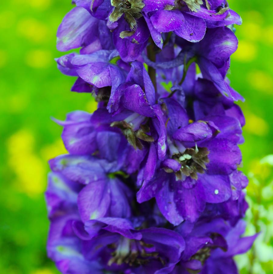 Delphinium 'Black Knight' - Larkspur from Hoffie Nursery