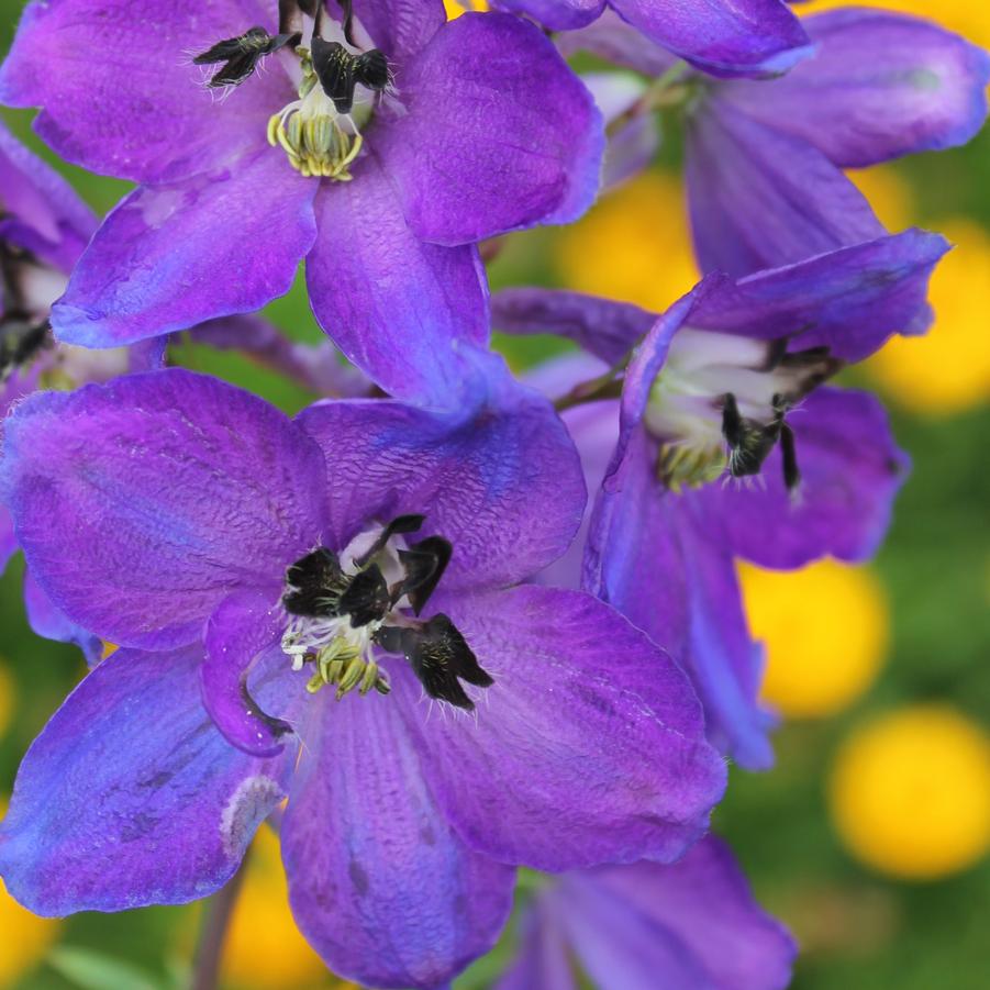 Delphinium (Magic Fountains) 'Dark Blue/Dark Bee' - Larkspur from Hoffie Nursery