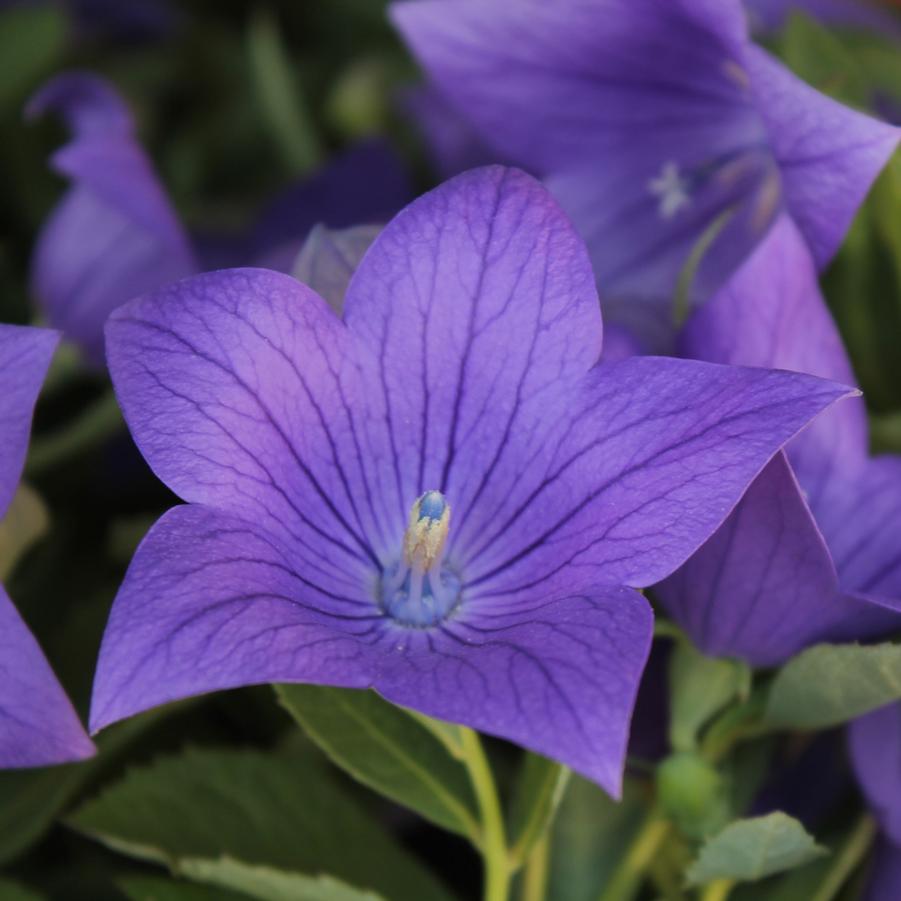 Platycodon grandiflorus 'Sentimental Blue' - Balloon Flower from Hoffie Nursery