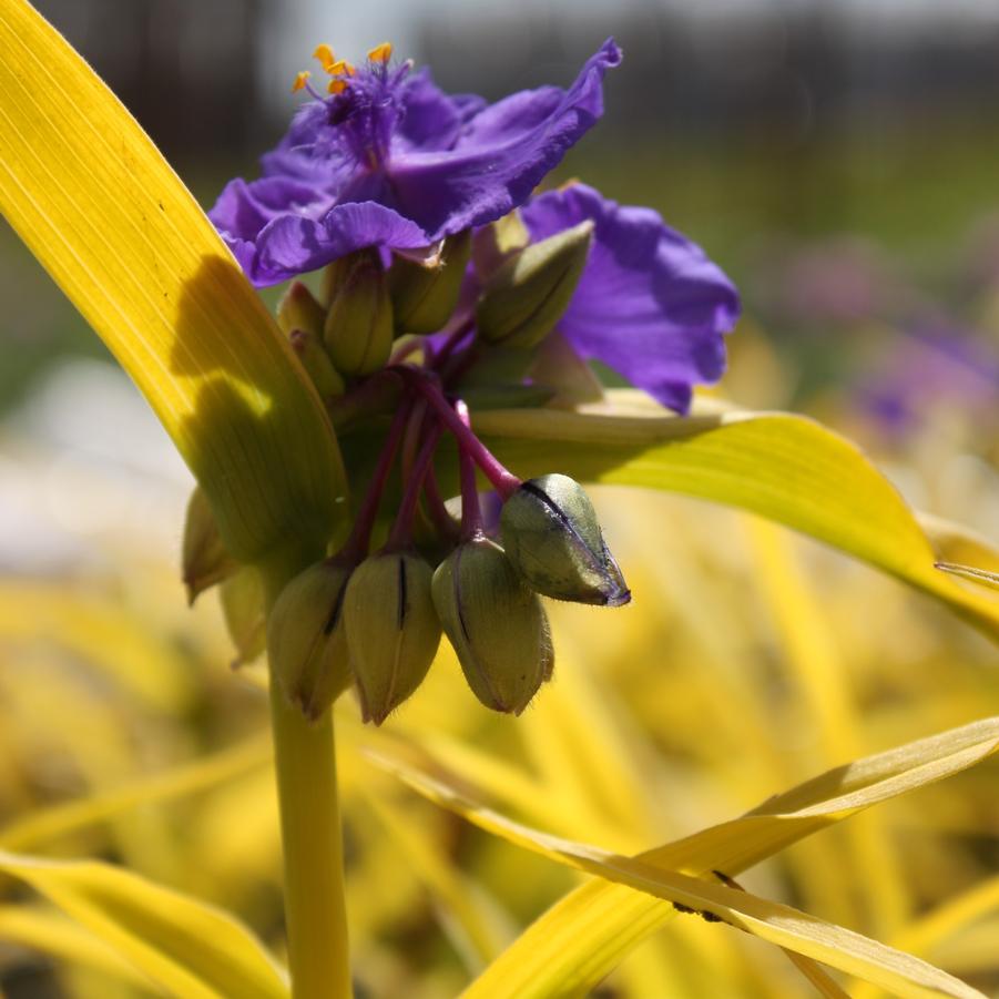 Tradescantia andersoniana 'Sweet Kate' - Golden Spiderwort from Hoffie Nursery