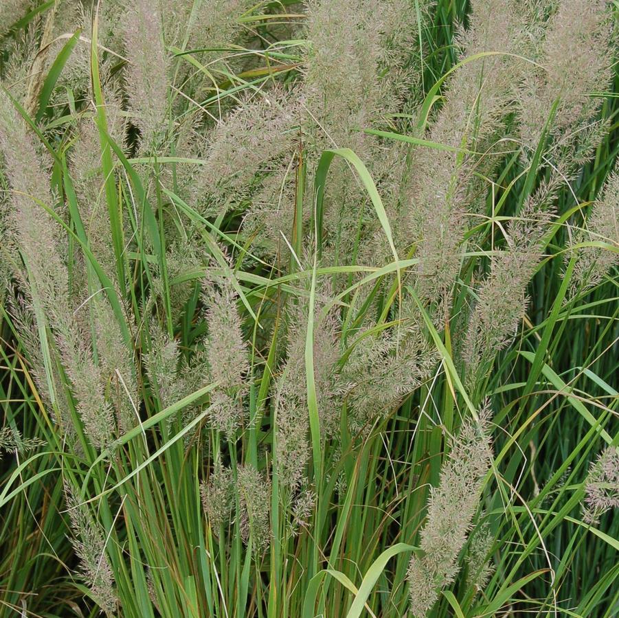 Calamagrostis arundinacea var. brachytricha - Fall Blooming Reed Grass from Hoffie Nursery