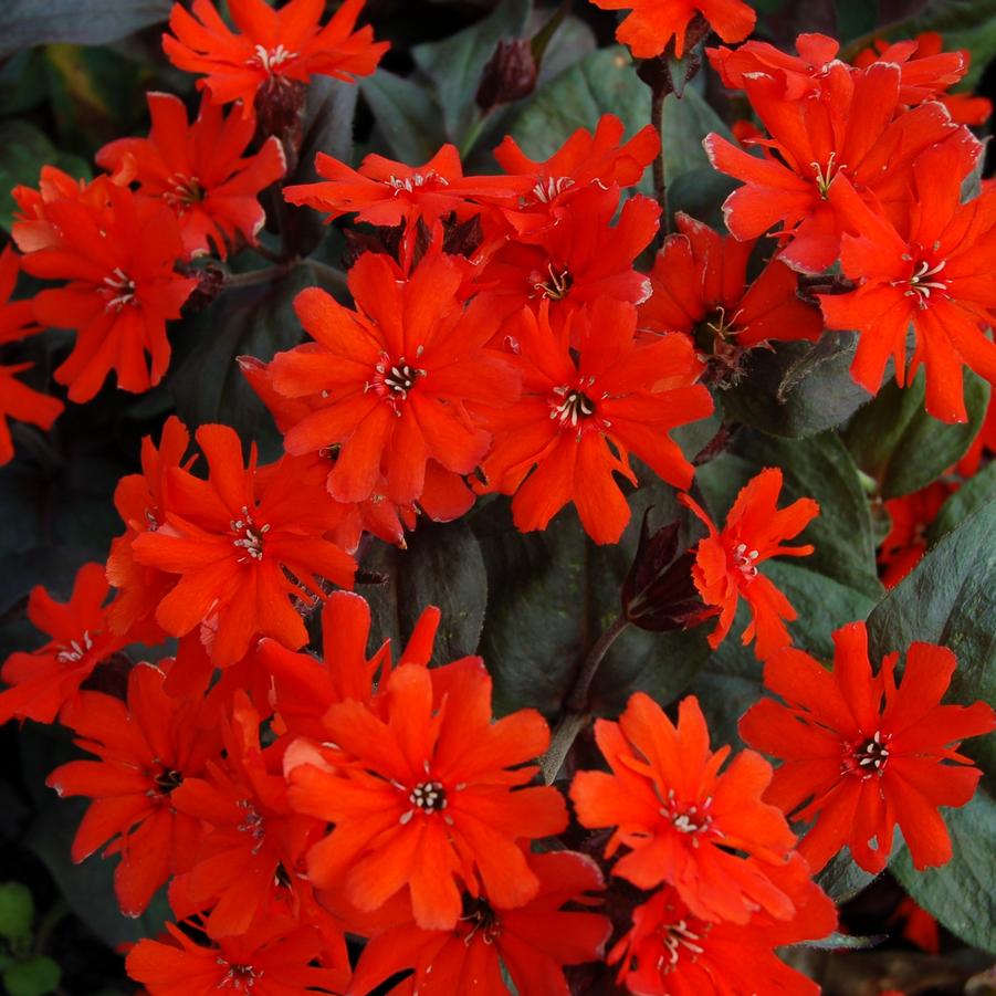 Lychnis arkwrightii 'Orange Gnome' - Catchfly, Maltese Cross from Hoffie Nursery