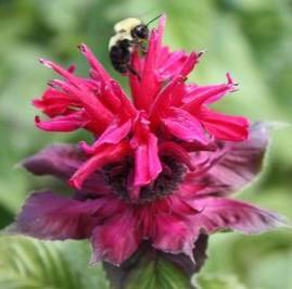 Monarda didyma 'Fireball' - Bee Balm from Hoffie Nursery