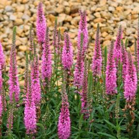 Veronica 'Giles Van Hees' - Speedwell from Hoffie Nursery