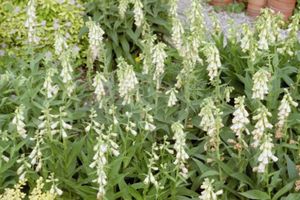 Digitalis grandiflora 