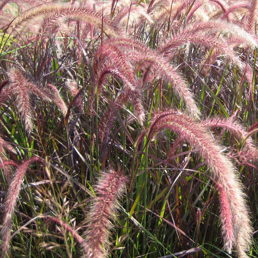 Pennisetum setaceum 'Rubrum' - Purple Fountain Grass from Hoffie Nursery