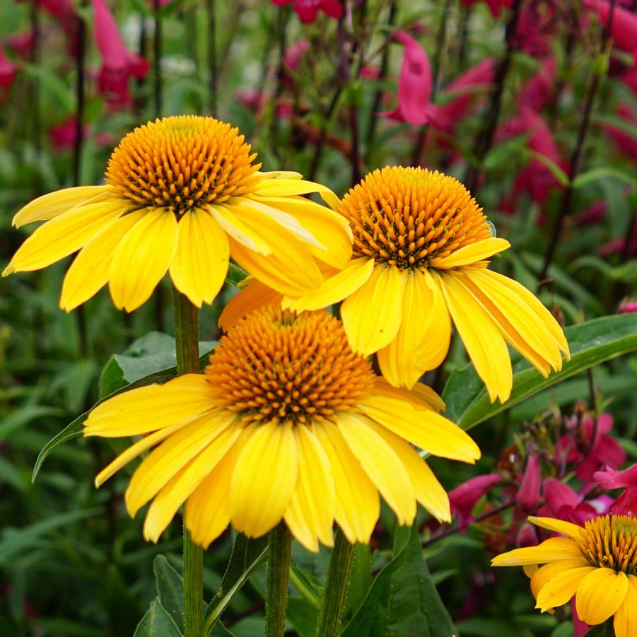 Echinacea Sombrero® Lemon Yellow - Coneflower from Hoffie Nursery