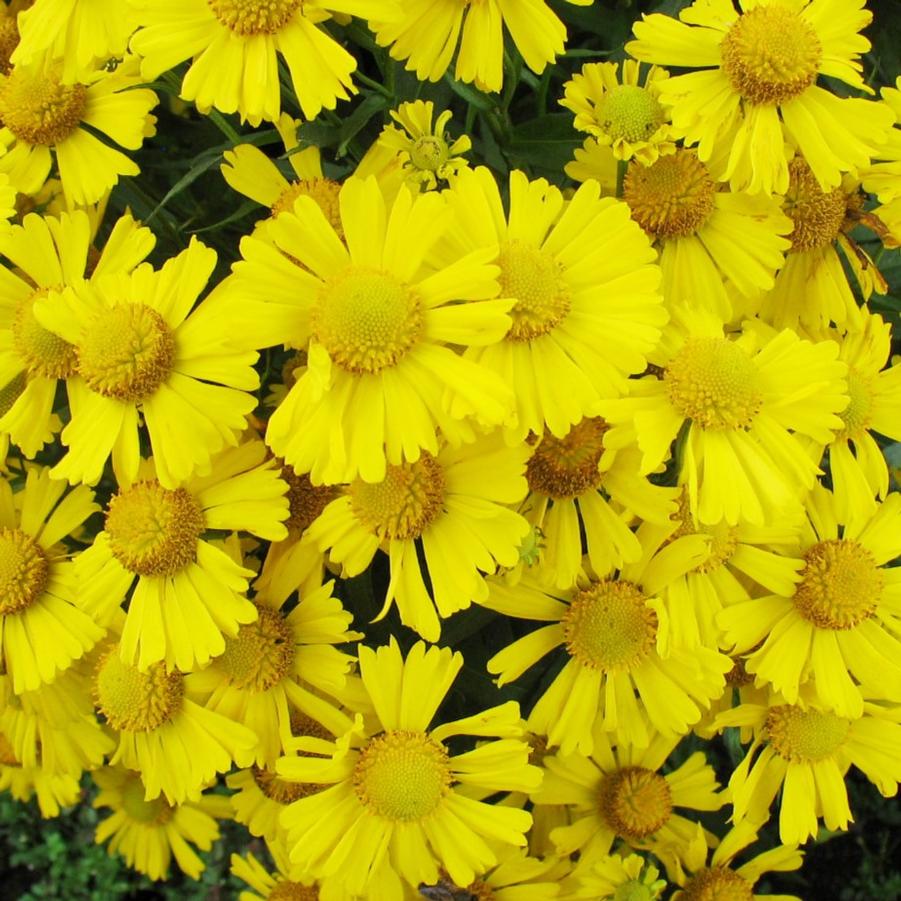 Helenium Mariachi™ Sombrero - Helen's Flower from Hoffie Nursery