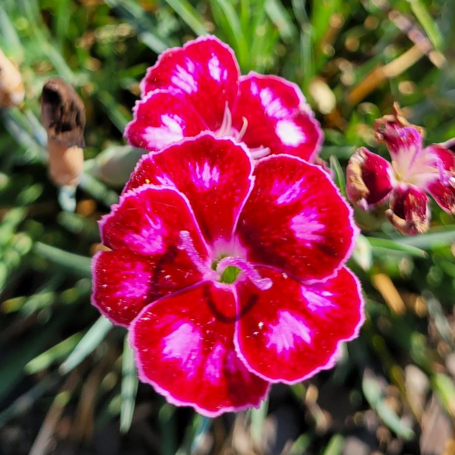 Dianthus Mountain Frost™ 'Ruby Glitter' - Cheddar Pinks from Hoffie Nursery