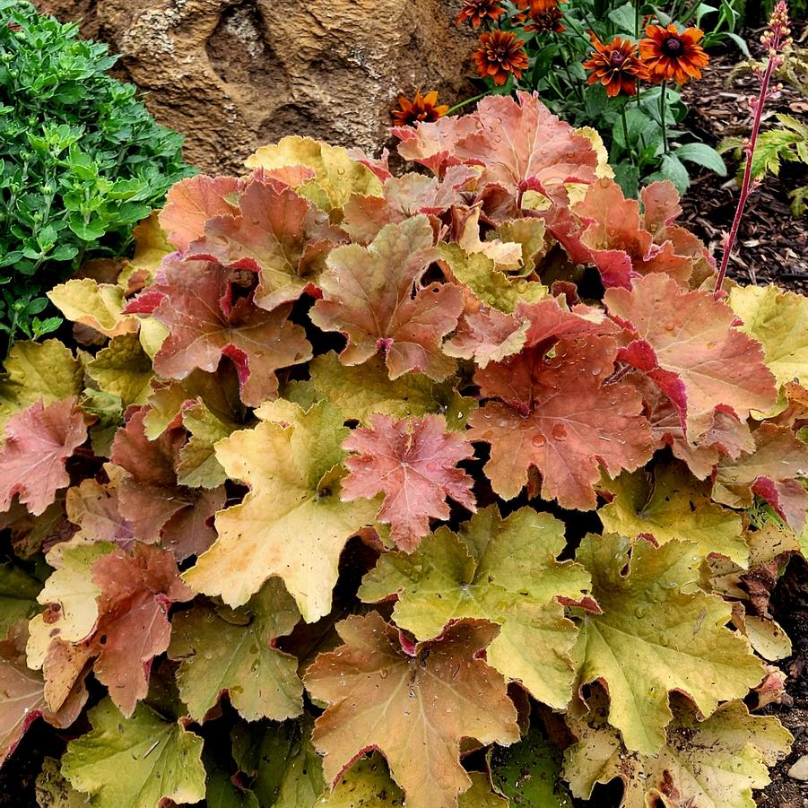 Heuchera 'Caramel' - Coral Bells from Hoffie Nursery