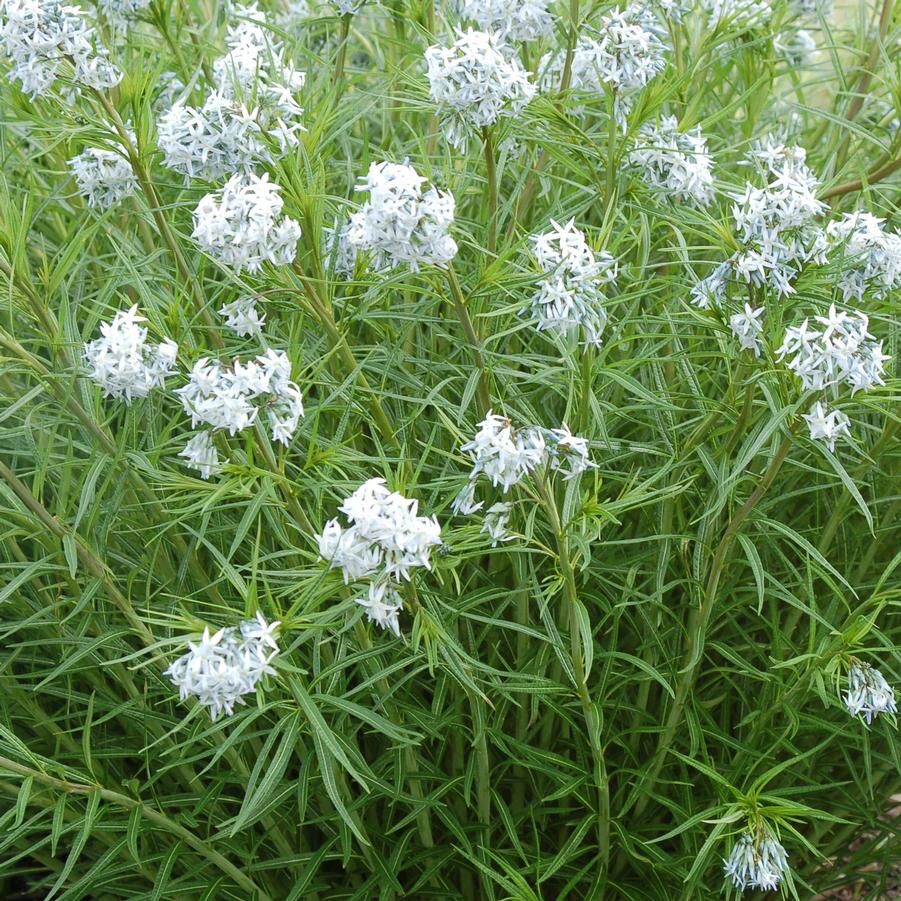 Amsonia 'Halfway to Arkansas' - Bluestar Milkweed from Hoffie Nursery