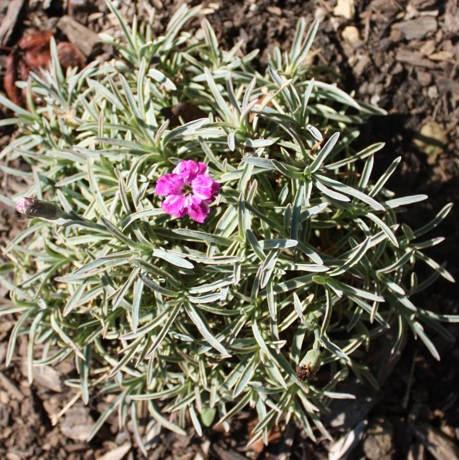 Dianthus 'Edgehog' - Variegated Cheddar Pinks from Hoffie Nursery