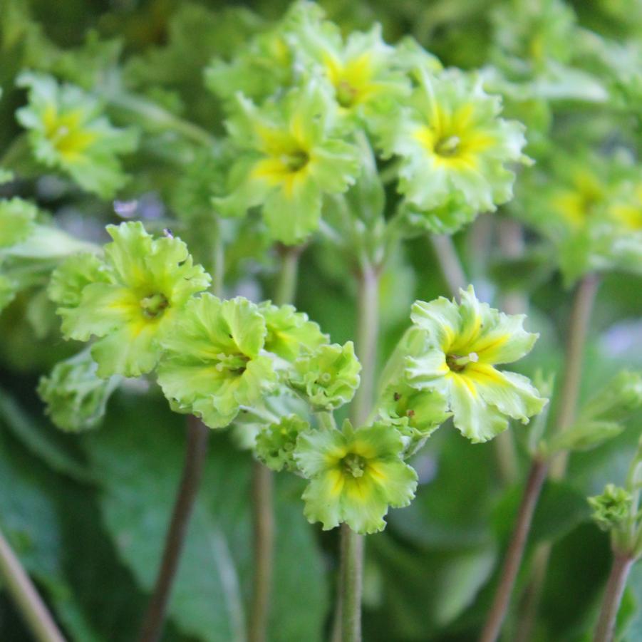 Primula polyantha 'Francesca' - Primrose from Hoffie Nursery
