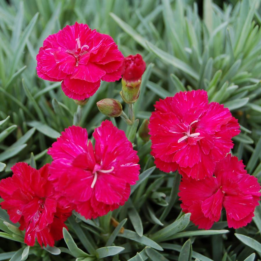 Dianthus allwoodii 'Frosty Fire' - Border Pinks from Hoffie Nursery