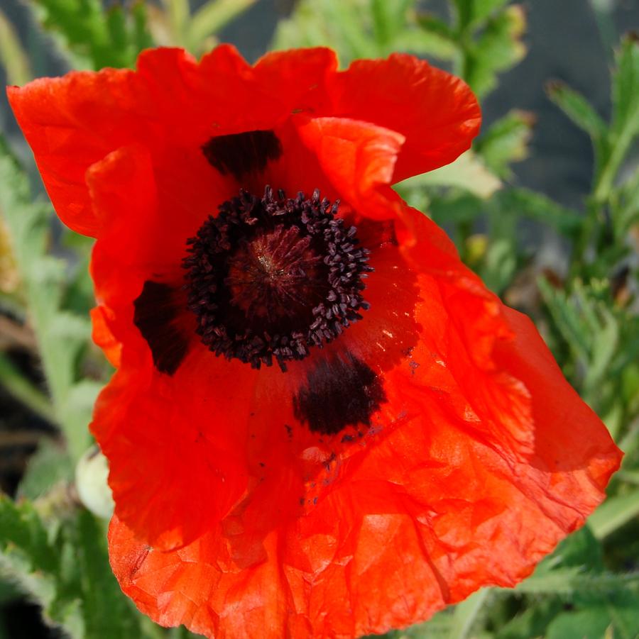 Papaver orientale 'Allegro' - Oriental Poppy from Hoffie Nursery