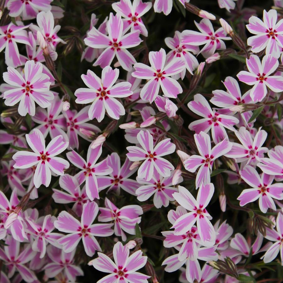 Phlox subulata 'Candy Stripe' - Moss Phlox from Hoffie Nursery