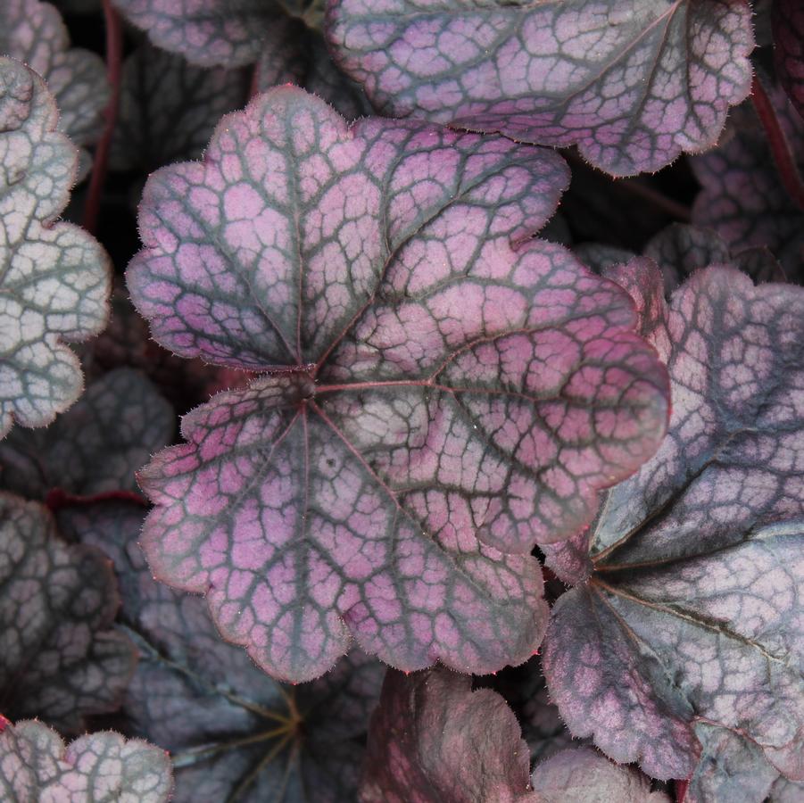 Heuchera 'Grape Expectations' - Coral Bells from Hoffie Nursery