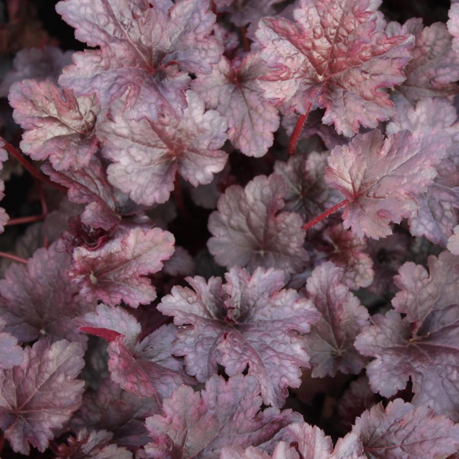 Heuchera 'Plum Pudding' - Coral Bells from Hoffie Nursery