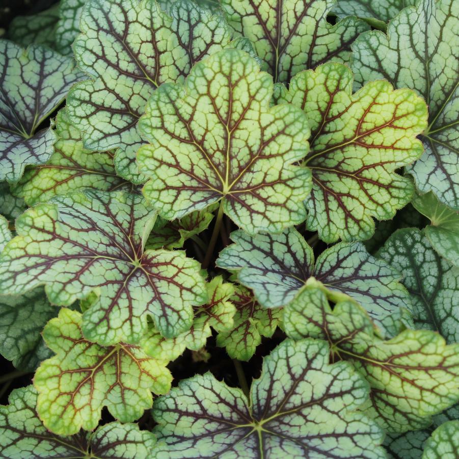 Heuchera americana 'Green Spice' - Coral Bells from Hoffie Nursery