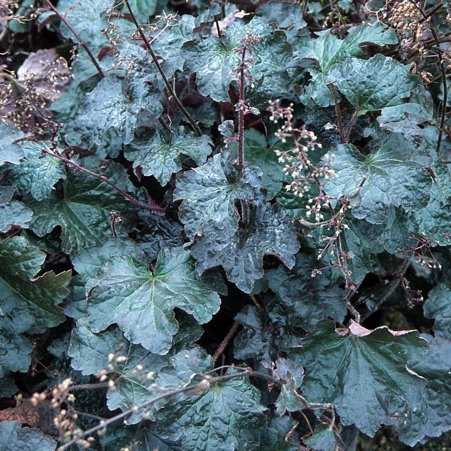 Heuchera micrantha 'Palace Purple' - Coral Bells, American Alumroot from Hoffie Nursery
