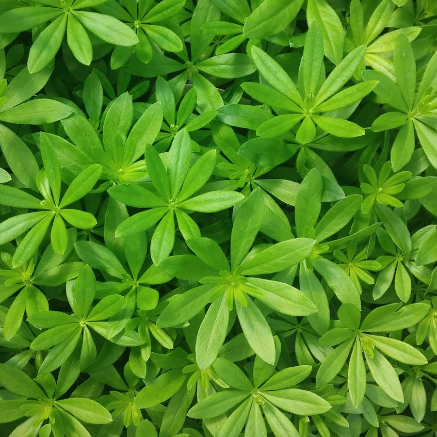 Galium odoratum - Sweet Woodruff from Hoffie Nursery