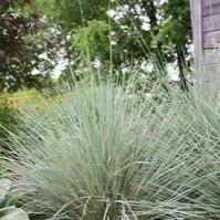 Helictotrichon sempervirens 'Sapphire' - Blue Oat Grass from Hoffie Nursery