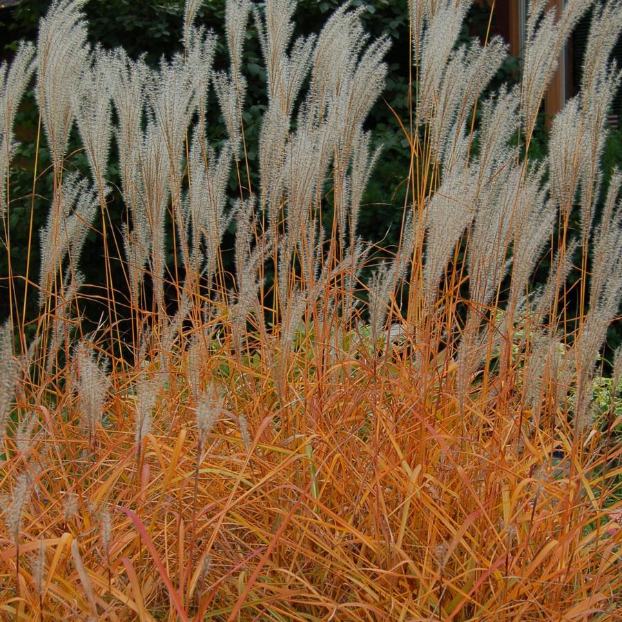 Miscanthus sinensis v. purpurascens - Purple Flame Grass from Hoffie Nursery
