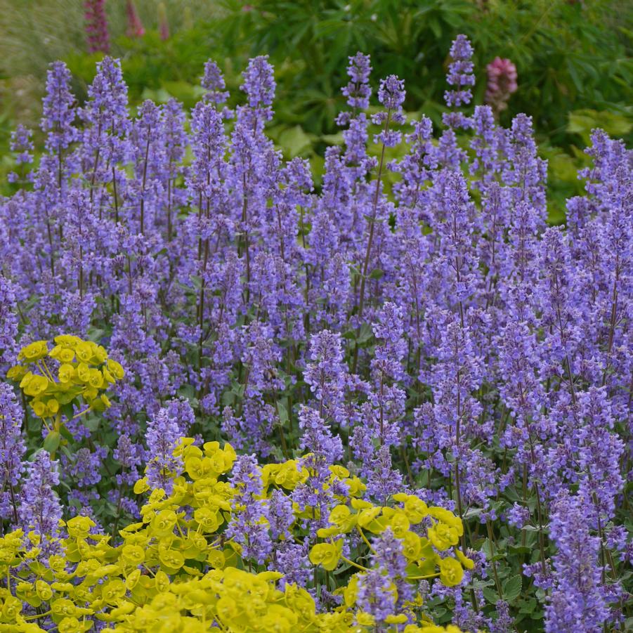 Nepeta grandiflora 'Summer Magic' - Catmint from Hoffie Nursery