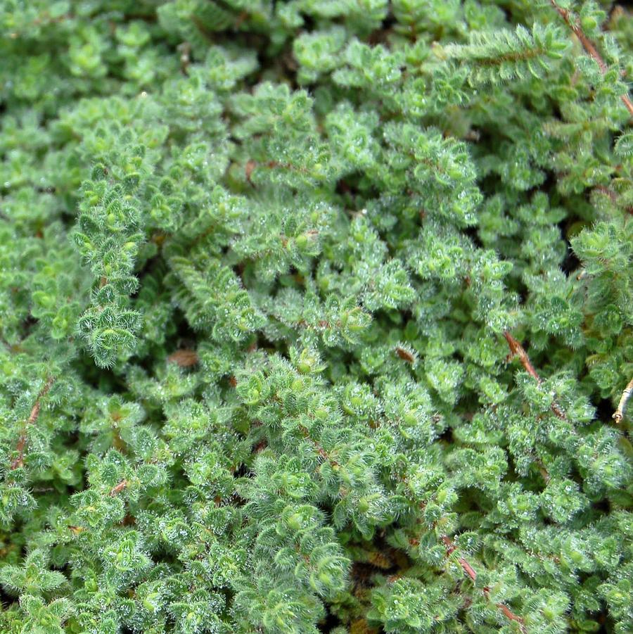 Thymus pseudolanuginosus - Woolly Thyme from Hoffie Nursery