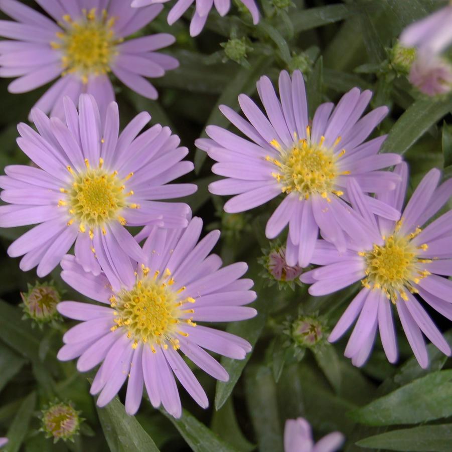 Aster dumosus 'Wood's Light Blue' - New York Aster from Hoffie Nursery