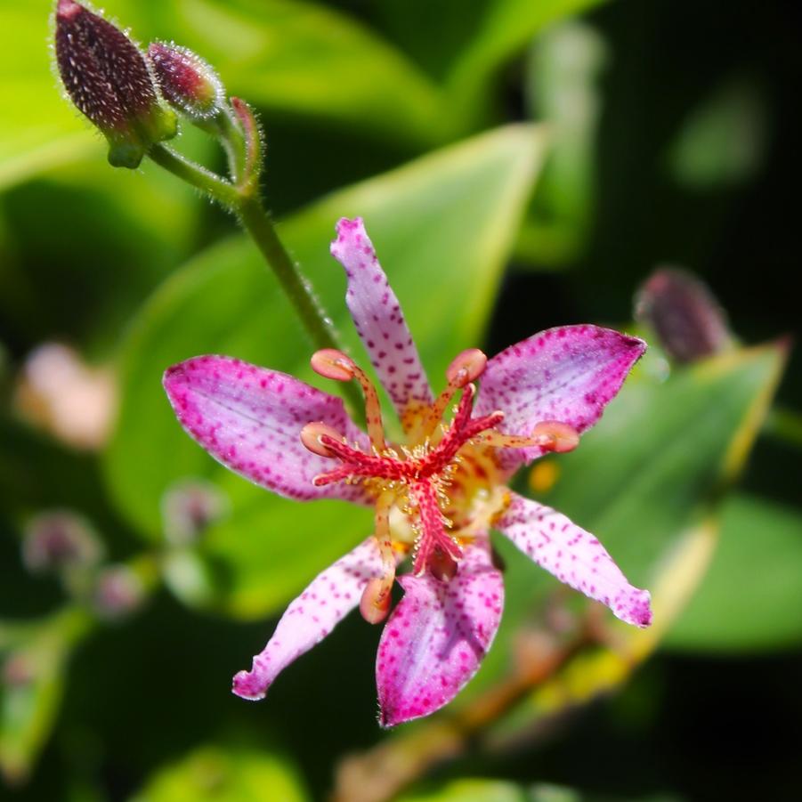 Tricyrtis formosana 'Gilt Edge' - Toad Lily from Hoffie Nursery