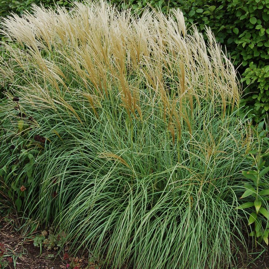 Miscanthus sinensis 'Adagio' - Maiden Grass from Hoffie Nursery