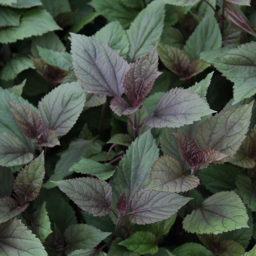 Eupatorium rugosum 'Chocolate' - White Snakeroot from Hoffie Nursery