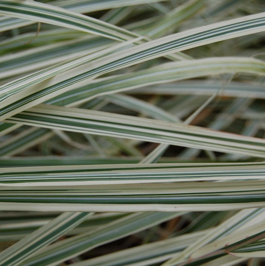 Miscanthus sinensis 'Variegatus' - Variegated Japanese Silver Grass from Hoffie Nursery