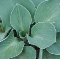 Hosta 'Blue Mouse Ears' - Mini Hosta from Hoffie Nursery