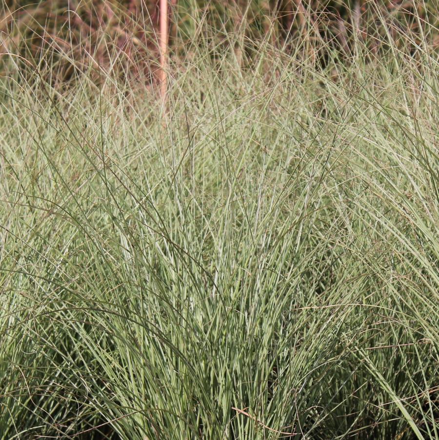 Miscanthus sinensis 'Morning Light' - Japanese Silver Grass from Hoffie Nursery
