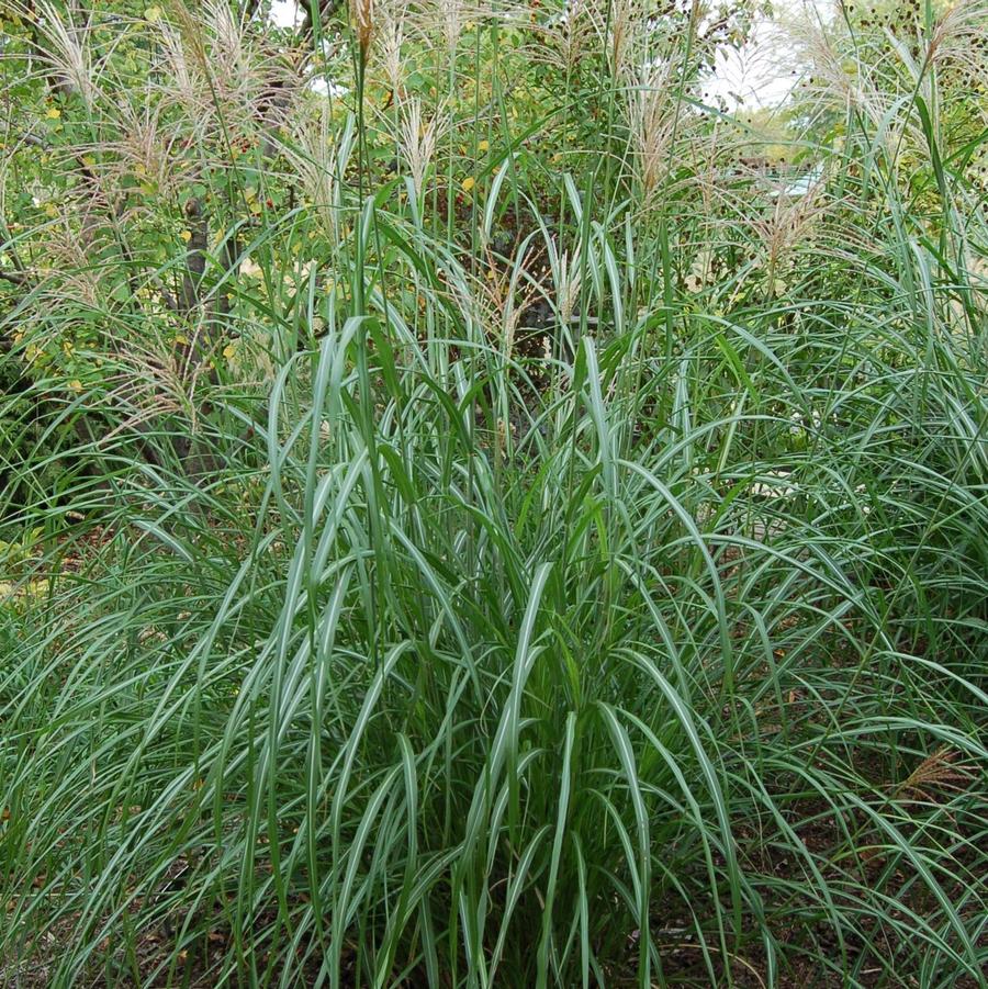 Miscanthus sinensis 'Silberfeder' - Silver Feather Grass from Hoffie Nursery