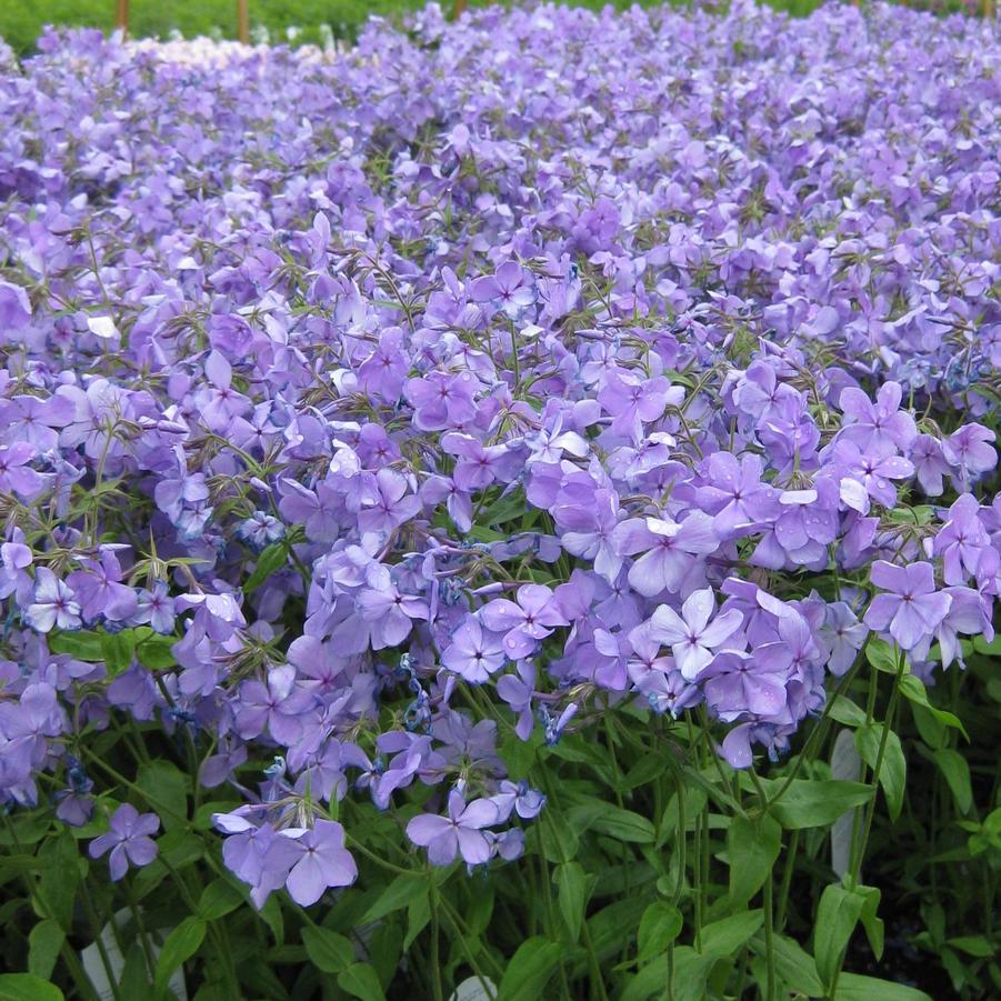 Phlox divaricata 'Blue Moon' - Woodland Phlox from Hoffie Nursery