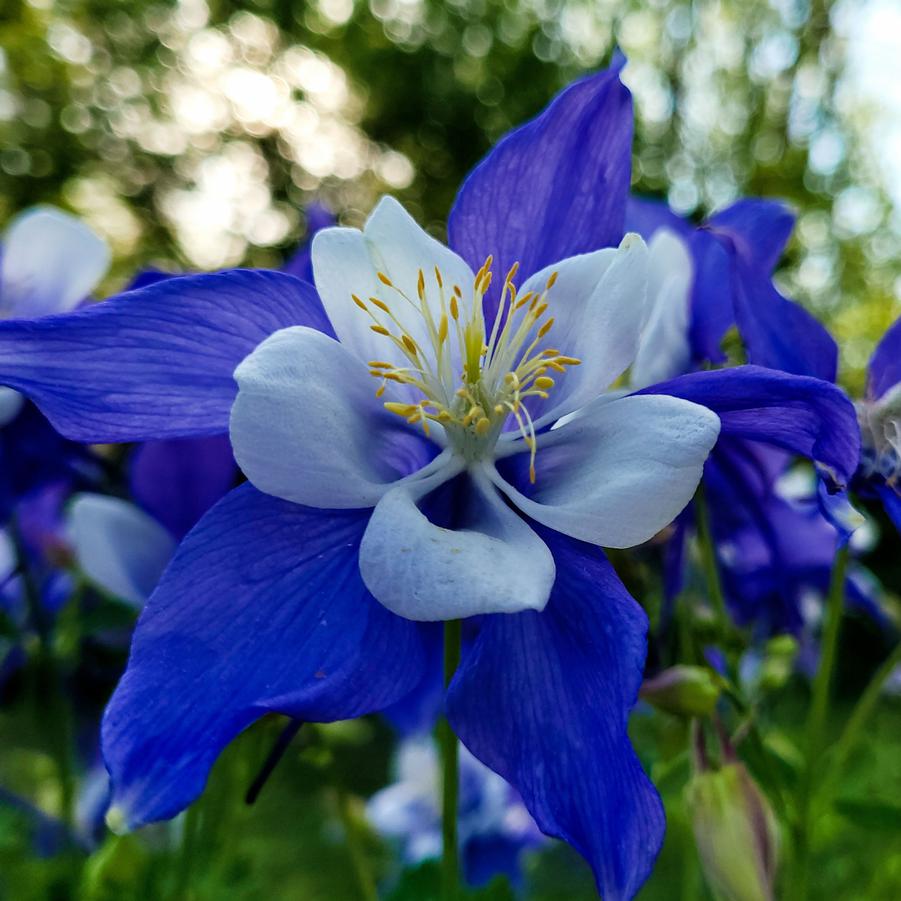 Aquilegia Earlybird Blue White - Columbine from Hoffie Nursery