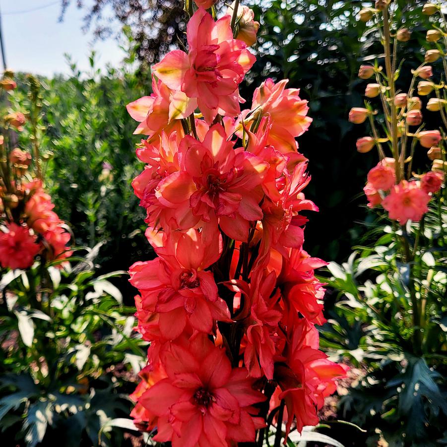 Delphinium elatum 'Red Lark' - Larkspur from Hoffie Nursery