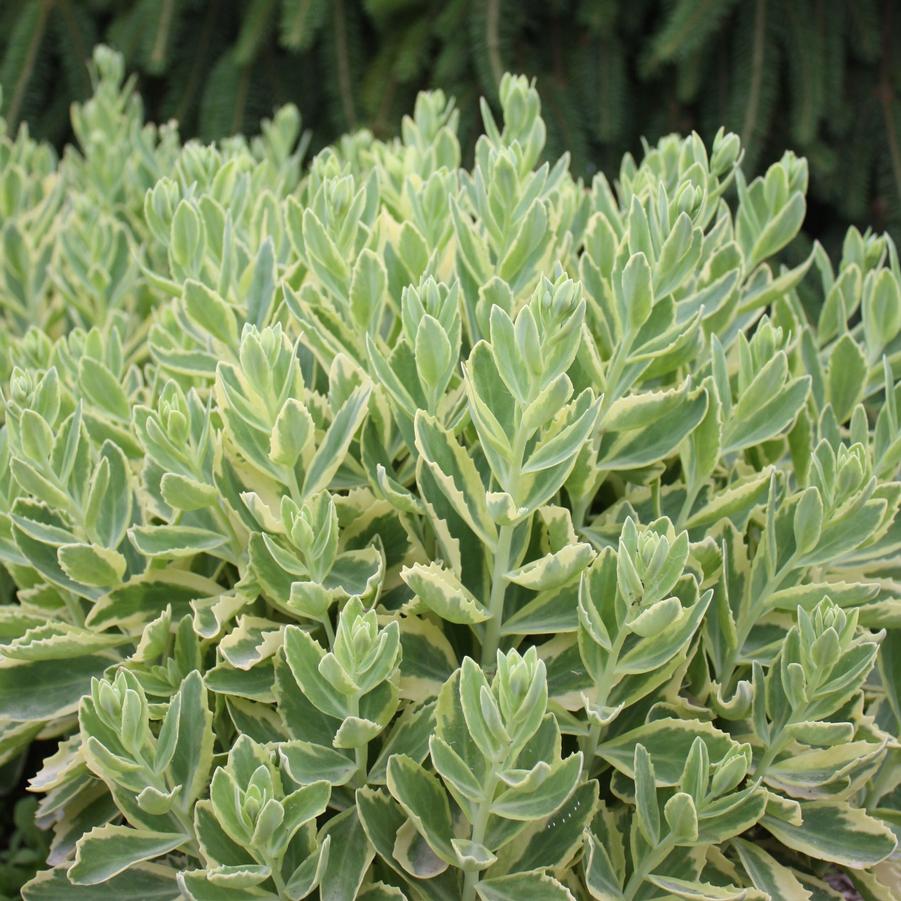 Sedum spectabilis 'Elsie's Gold' - Stonecrop from Hoffie Nursery